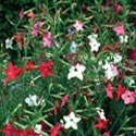Nicotiana alata, Tobacco plant