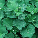 Alchemilla mollis, Lady's mantle