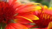 Two Flowers