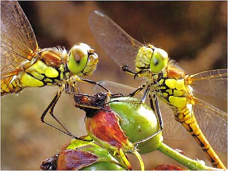 Dragonflies