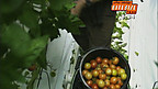 Tomatos