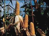 Генетично модифіковані продукти не відрізнити на вигляд чи на смак