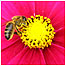Parks (Image: Bee c/o National Botanic Garden of Wales)