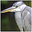 Heron