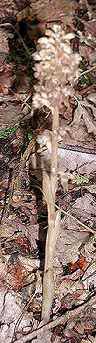 Birds Nest Orchid 