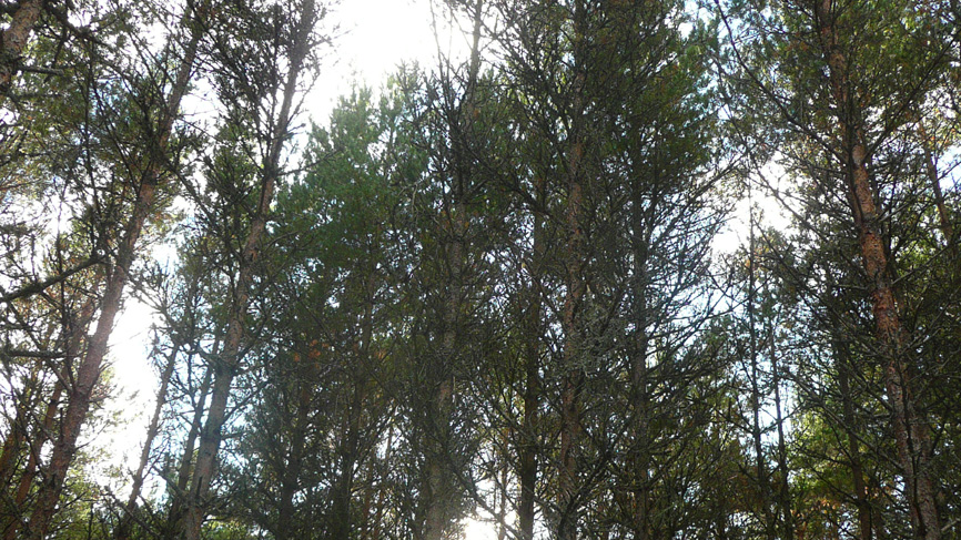 Trees near Linn of Dee car park