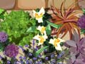 Marshalls Planting Plan