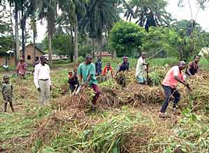 The airstrip, overtaken by forest, being cleared by the locals