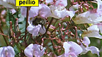 Peillio