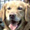 Read all about Goldie