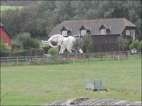 Mark Coreth - Elephant Sculpture
