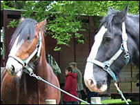 Heavy horses at Soham Carnival