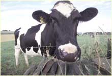 a curious cow.