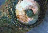 Image of chariot stud