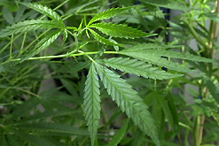 Cannabis plant