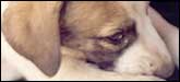 Saket Pups 2: This stray pup was the subject of a documentary made by a few friends. At Saket, Delhi.