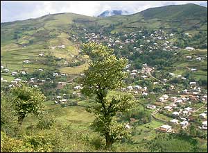 گل سفيد