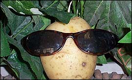 Potatoes doing all manner of activities