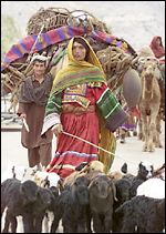 کوچی