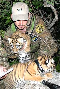Foto: John Goodrich/Wildlife Conservation Society