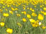 Field