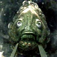 Teufel the Fish God is staring at you