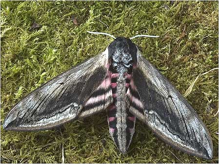 Privet Hawk Moth