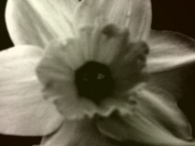 Daffodil
