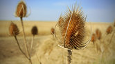Thistle Thistle
