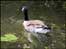 Goose