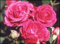 Roses