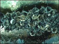 Picture: Daubenton bat colony by John Golds