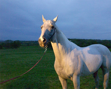 Stallion on Stud Farm, Scarvagh, by Mary McIntyre