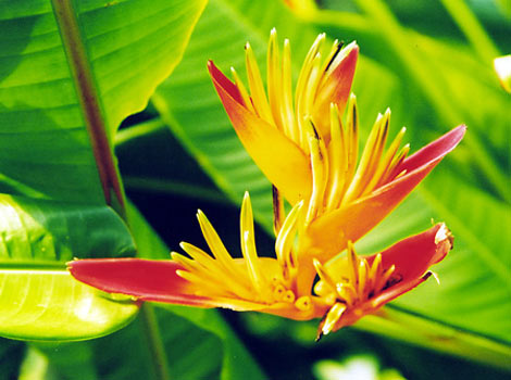 Exotic plants at Eden