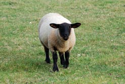 Organic Wool