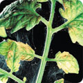 Red spider mite