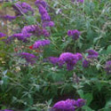 Buddleja, Butterfly bush