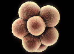Cells dividing