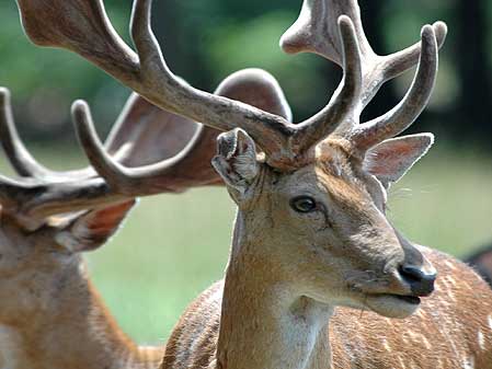 Deer head