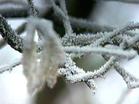 Ice on trees