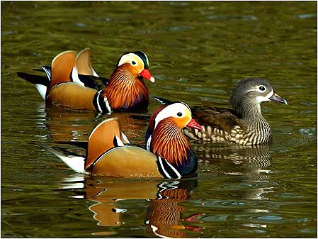 Ducks