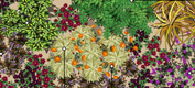  Takeaway planting plan
