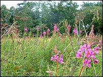 Picture: Wildeflower meadow