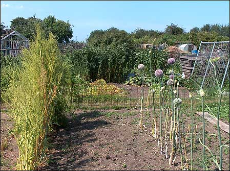 Allotment