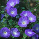Ipomoea, Morning glory