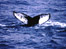 A whale in the Antarctic