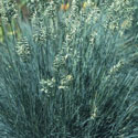 Festuca glauca, Blue fescue