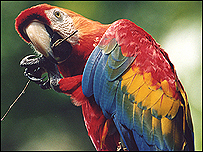 Arara na Amazônia