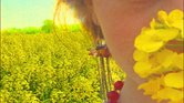 Field of yellow... Field of yellow...