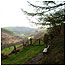 Crychan Woods (Image c/o Brian Hanwell)